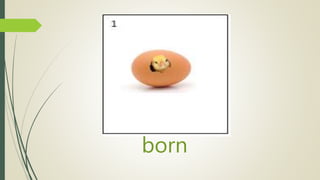 born
 