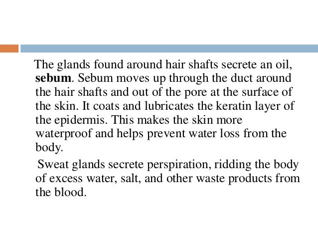 What is the function of sebum?