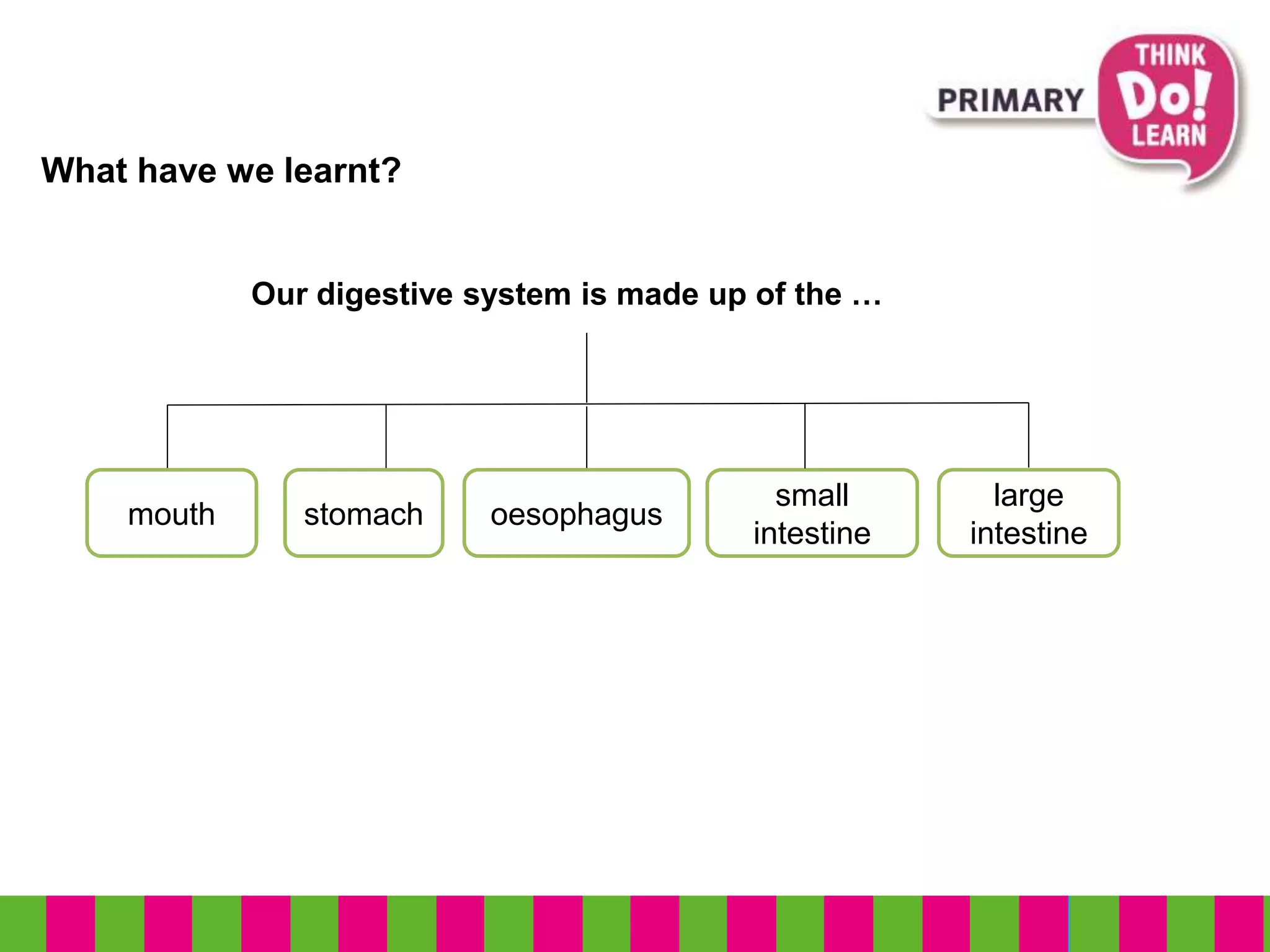What have we learnt?
mouth stomach oesophagus
Our digestive system is made up of the …
small
intestine
large
intestine
 