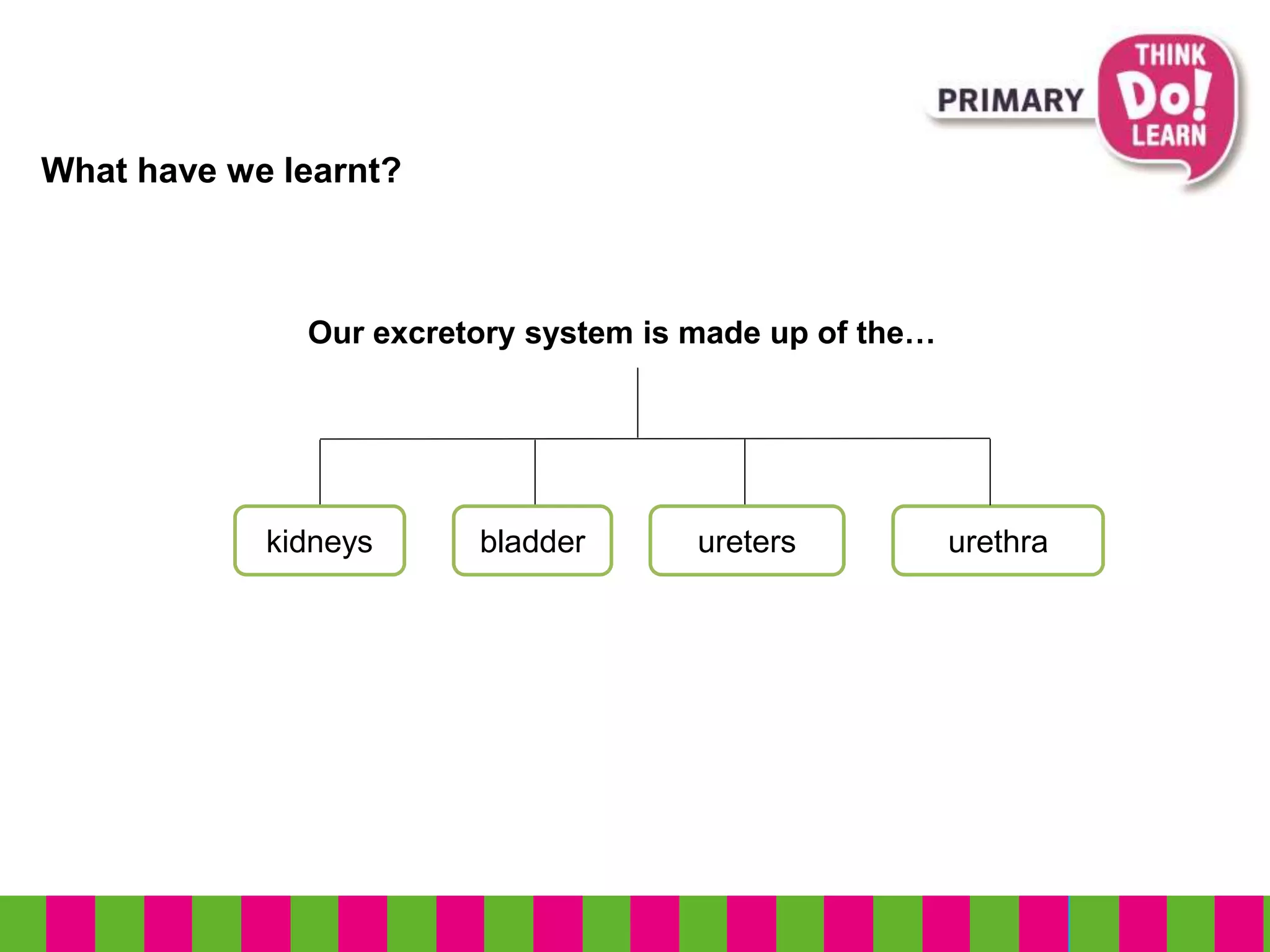 What have we learnt?
kidneys bladder ureters urethra
Our excretory system is made up of the…
 