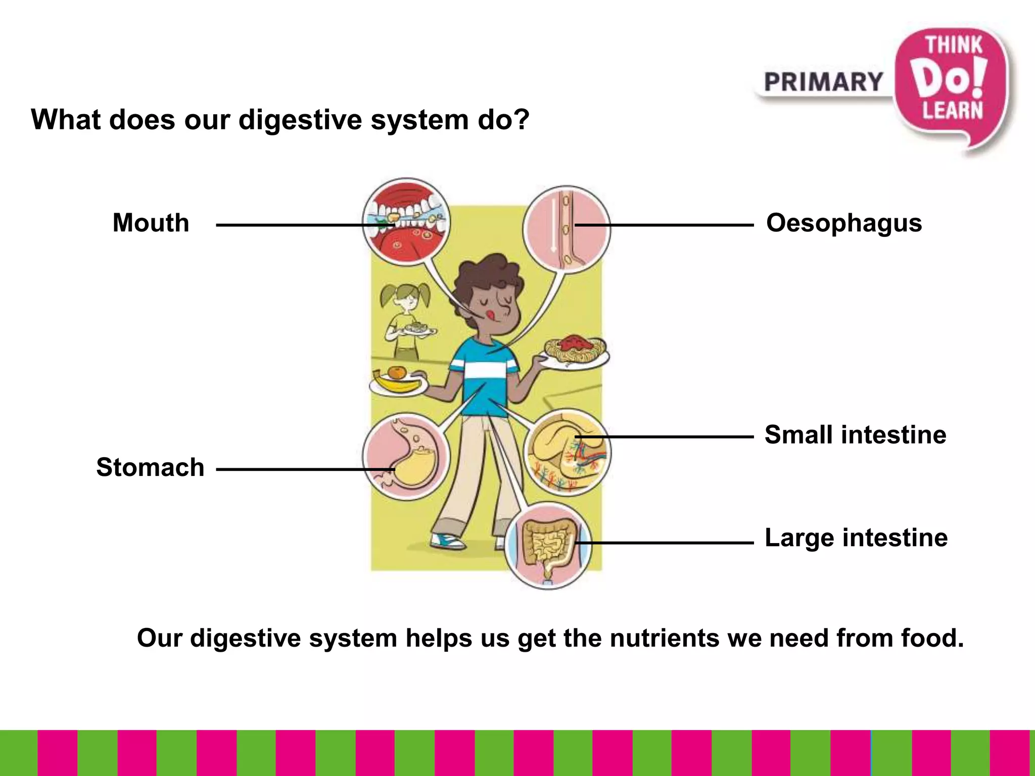What does our digestive system do?
Mouth
Our digestive system helps us get the nutrients we need from food.
Stomach
Oesophagus
Small intestine
Large intestine
 