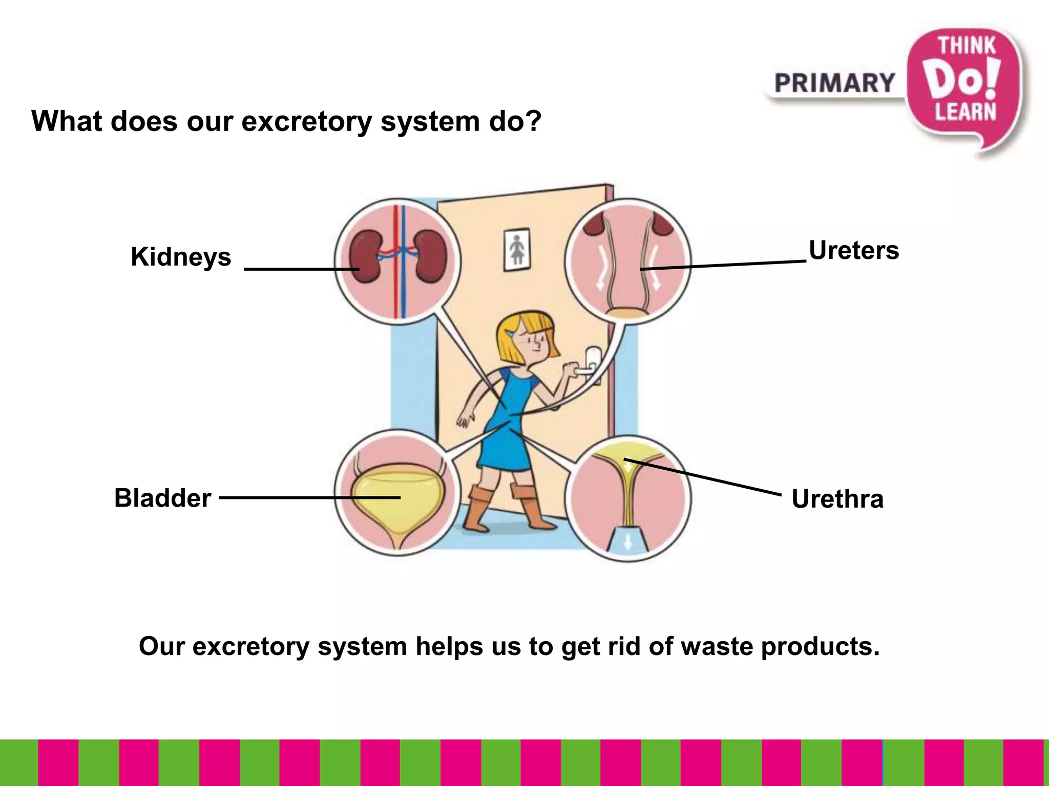 What does our excretory system do?
Kidneys
Our excretory system helps us to get rid of waste products.
Bladder
Ureters
Urethra
 