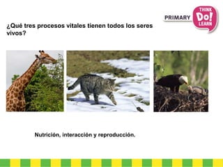¿Qué tres procesos vitales tienen todos los seres 
vivos? 
Nutrición, interacción y reproducción. 
 