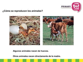 ¿Cómo se reproducen los animales? 
Algunos animales nacen de huevos. 
Otros animales nacen directamente de la madre. 
 