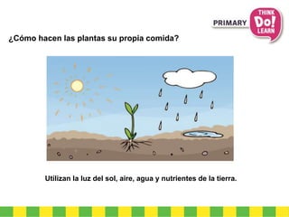 ¿Cómo hacen las plantas su propia comida? 
Utilizan la luz del sol, aire, agua y nutrientes de la tierra. 
 