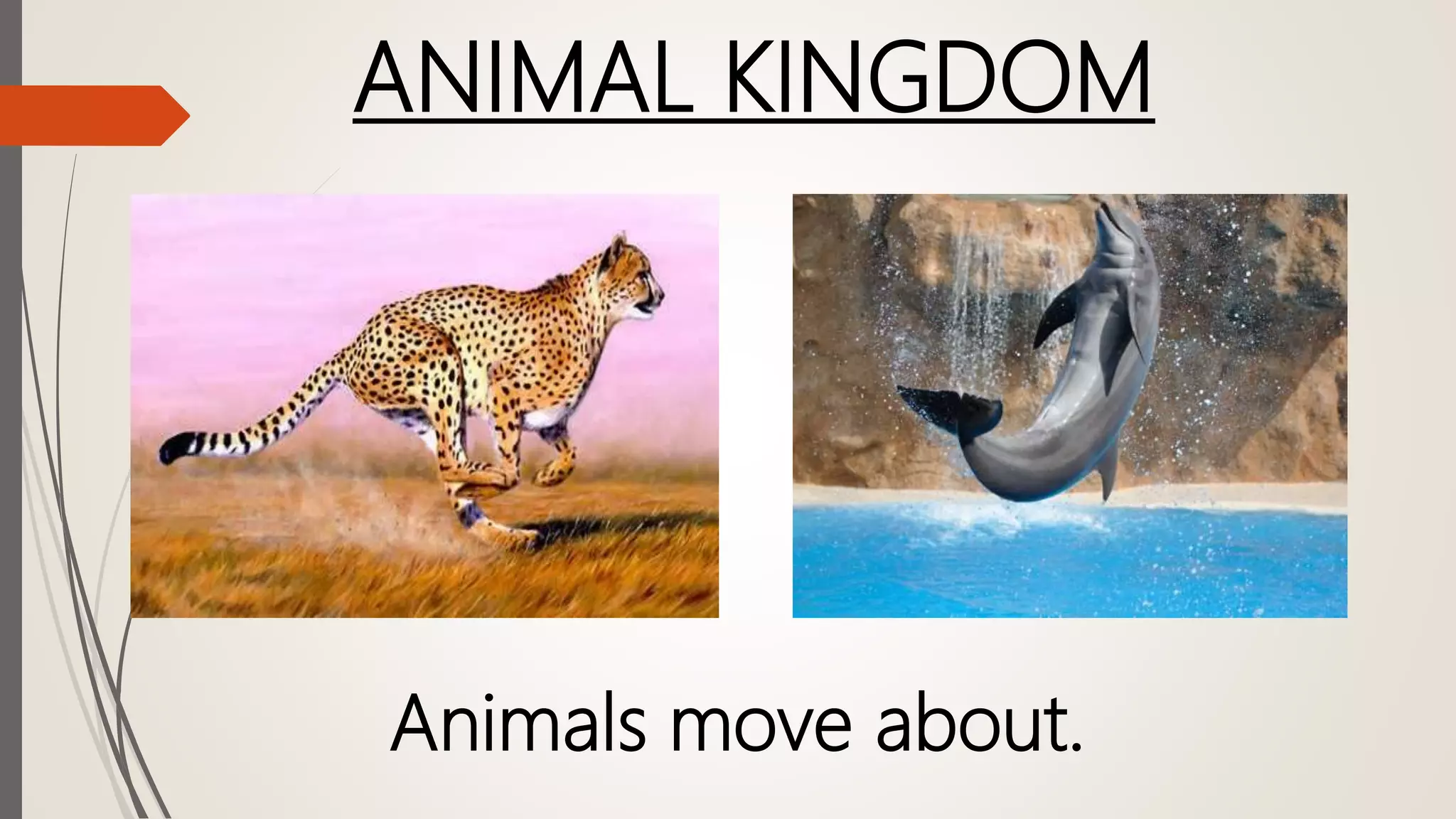 ANIMAL KINGDOM
Animals move about.