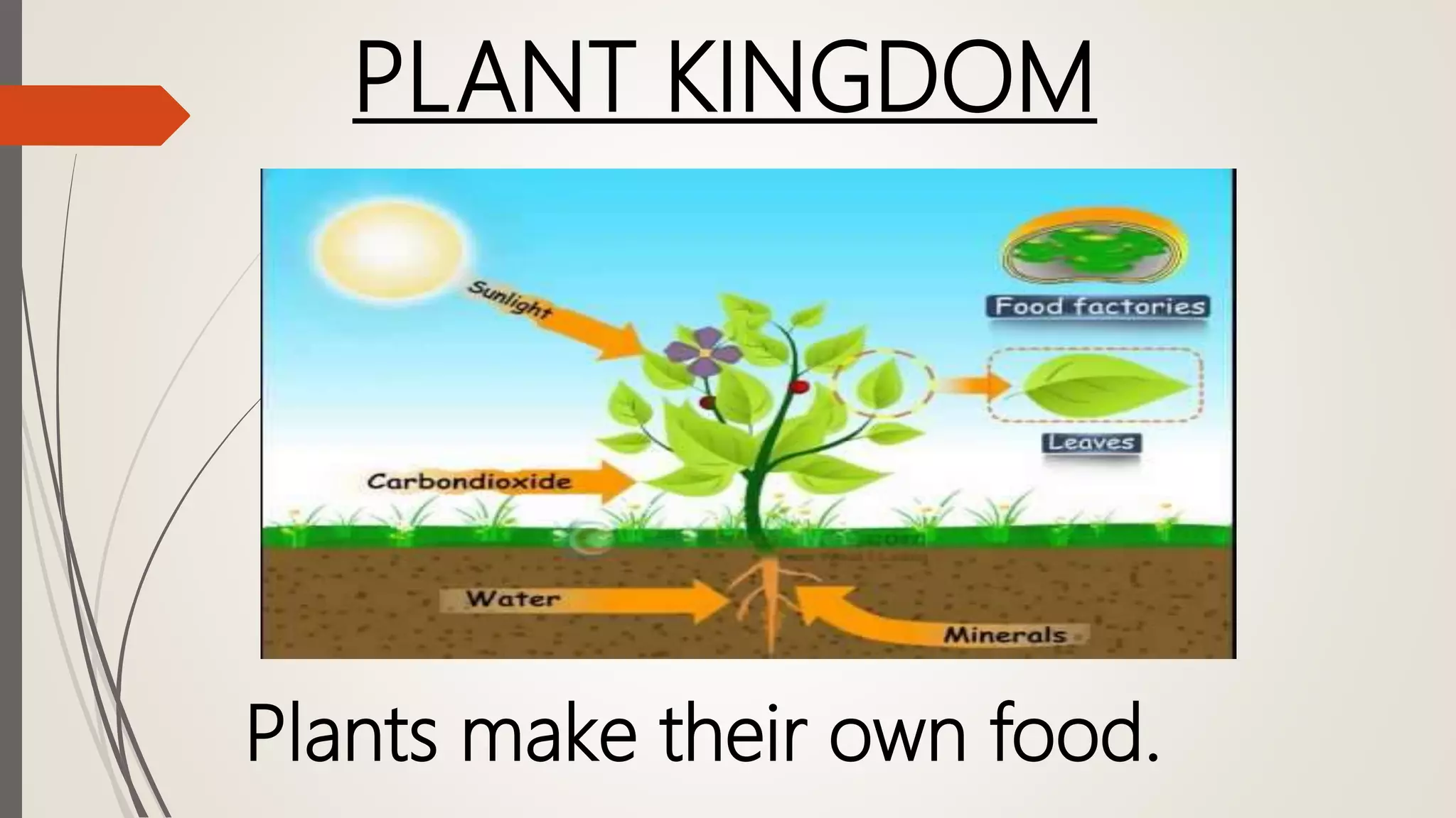 PLANT KINGDOM
Plants make their own food.