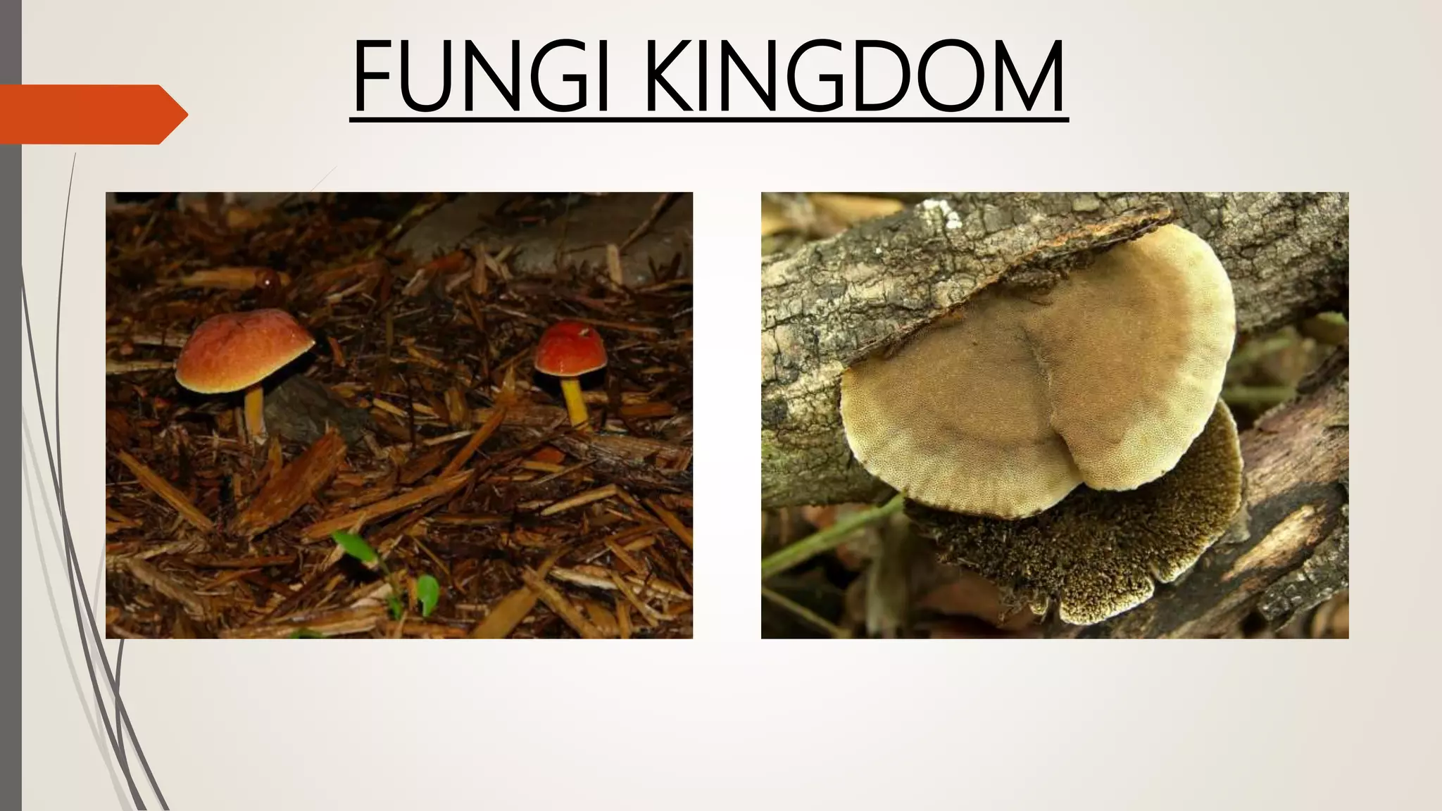 FUNGI KINGDOM
