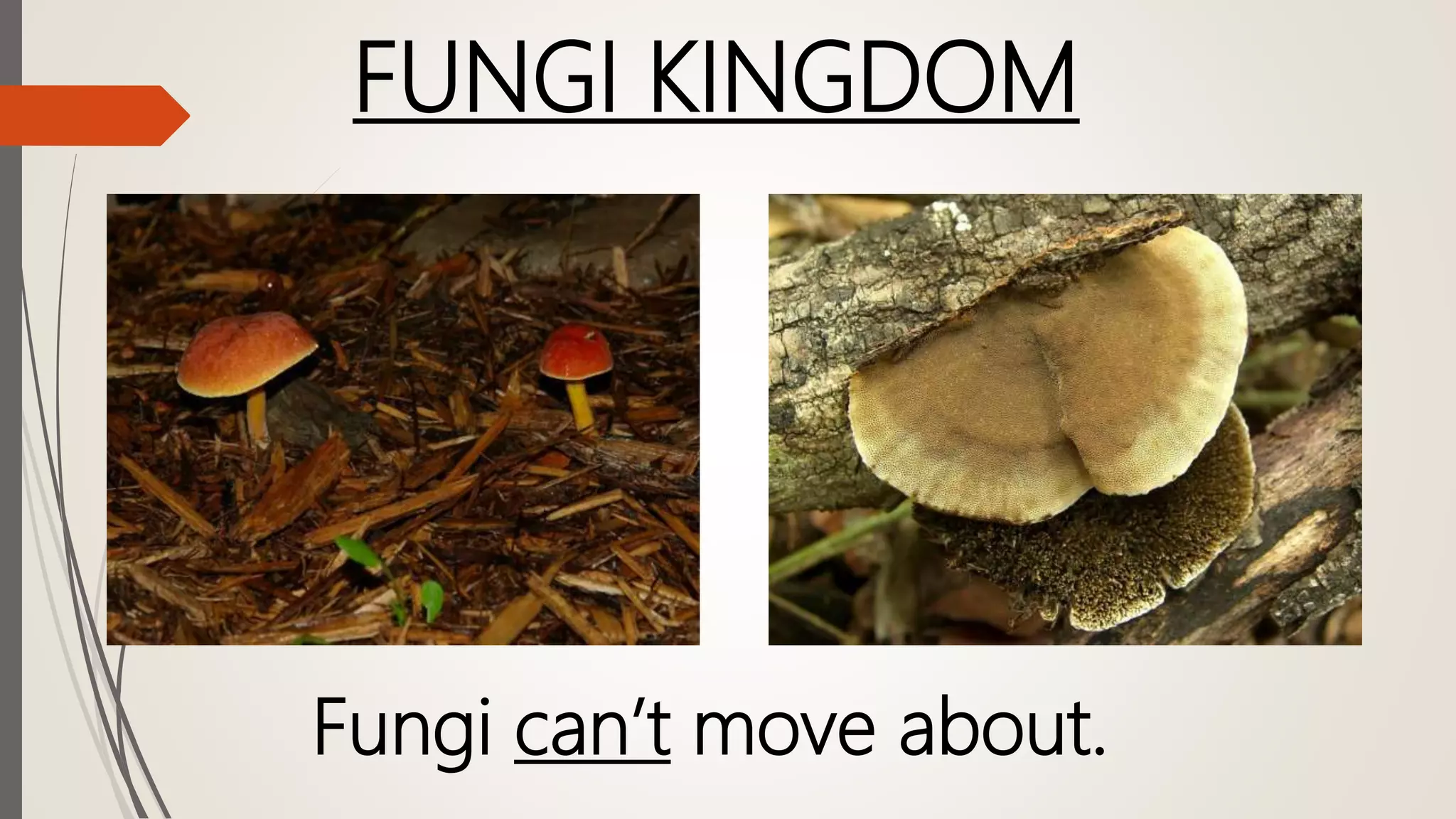 FUNGI KINGDOM
Fungi can’t move about.