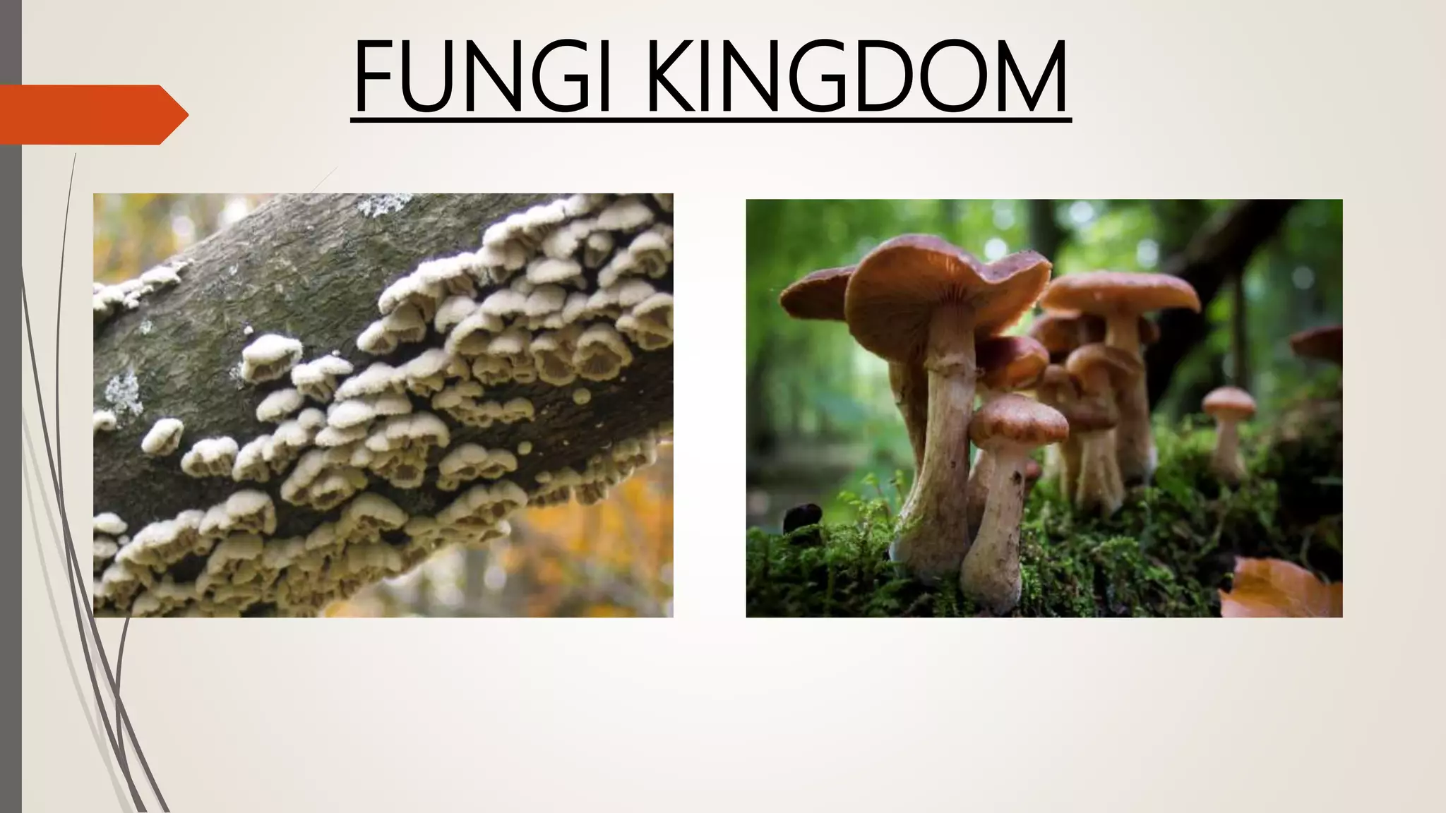 FUNGI KINGDOM