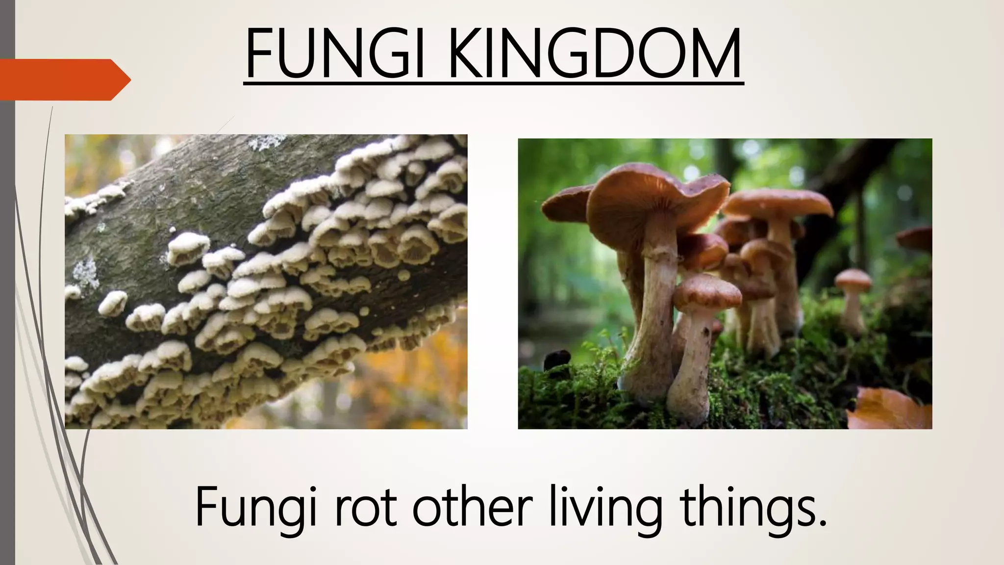 FUNGI KINGDOM
Fungi rot other living things.
