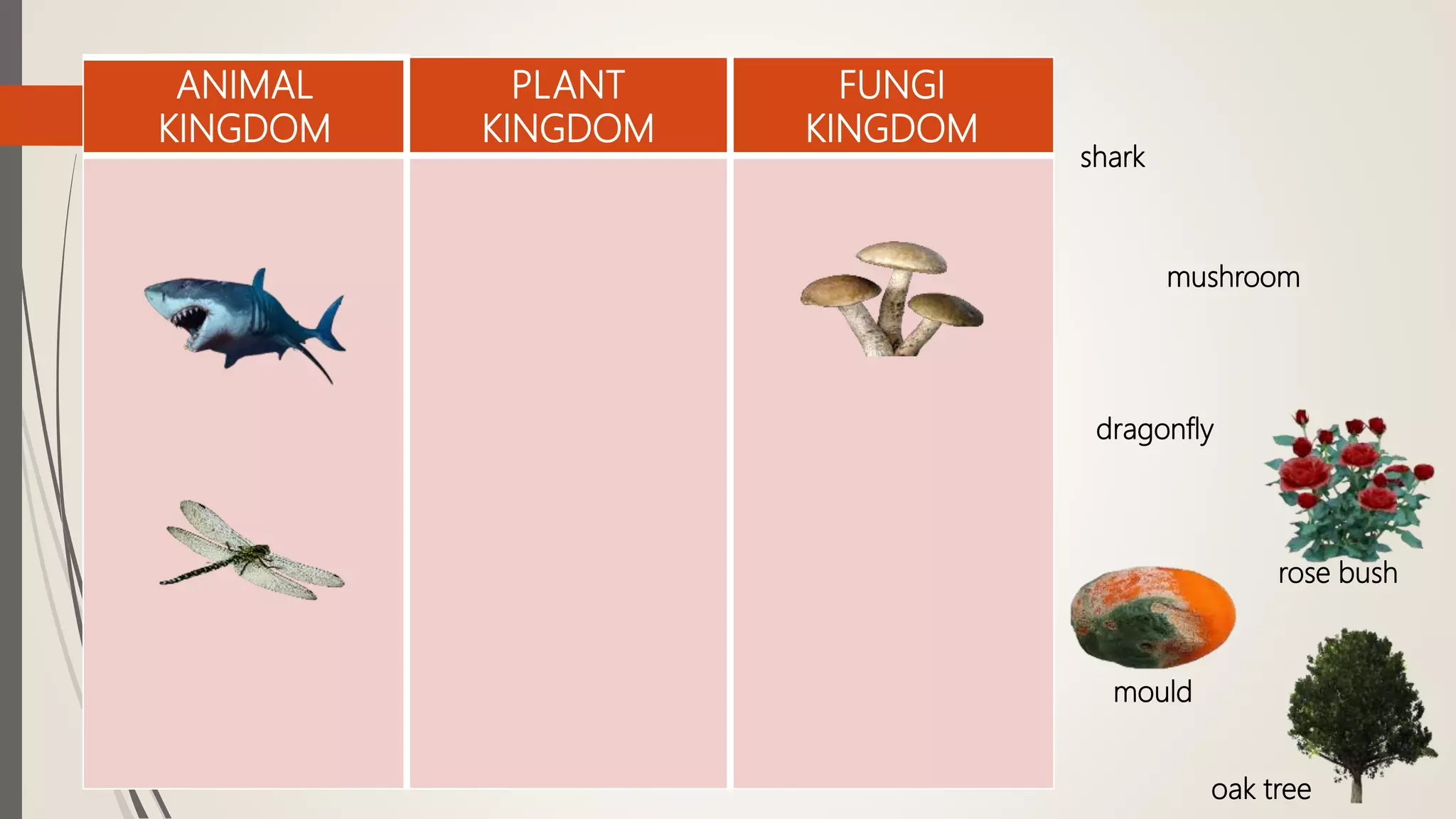 ANIMAL
KINGDOM
PLANT
KINGDOM
FUNGI
KINGDOM
shark
mushroom
dragonfly
rose bush
mould
oak tree