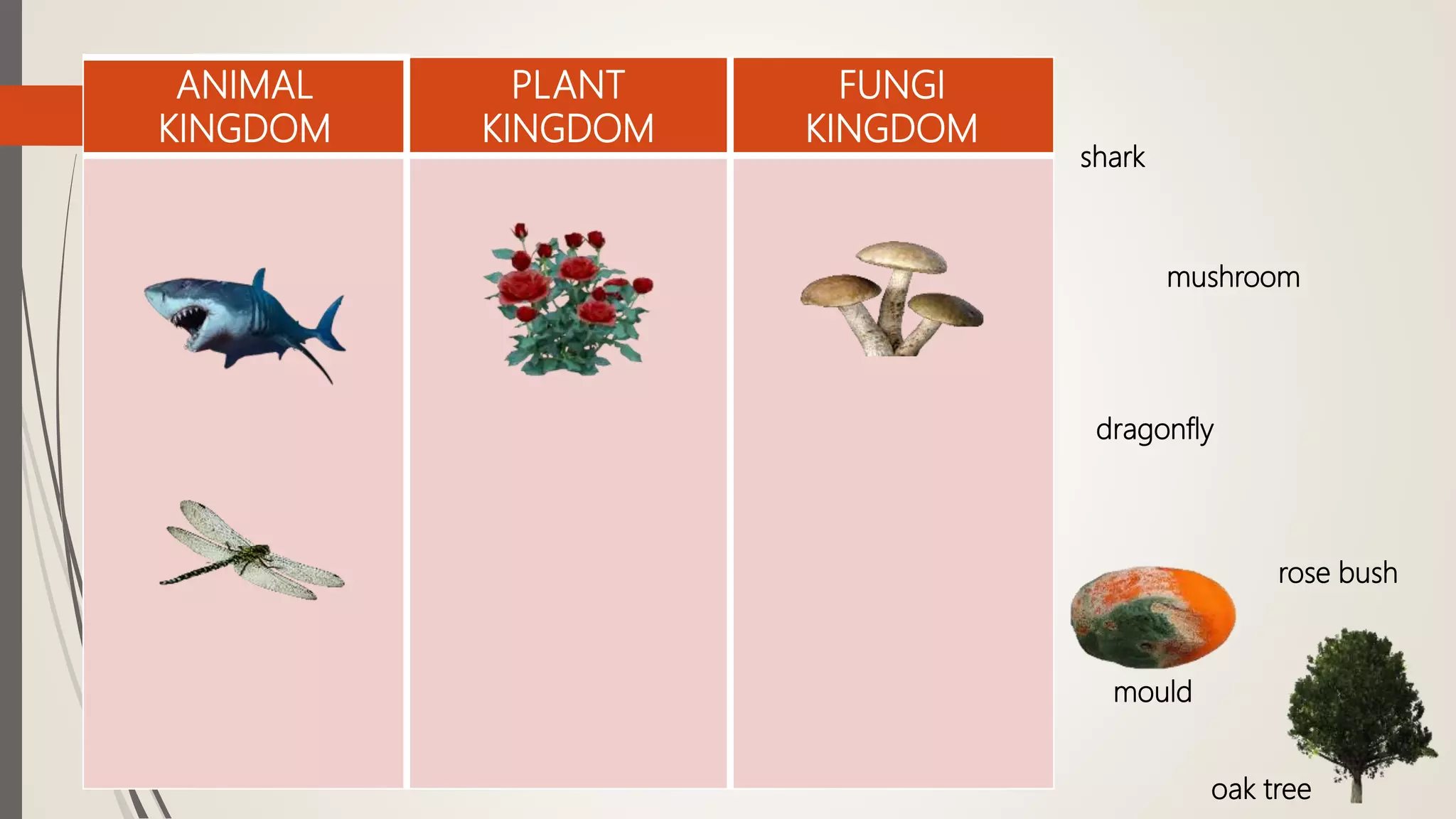 ANIMAL
KINGDOM
PLANT
KINGDOM
FUNGI
KINGDOM
shark
mushroom
dragonfly
rose bush
mould
oak tree