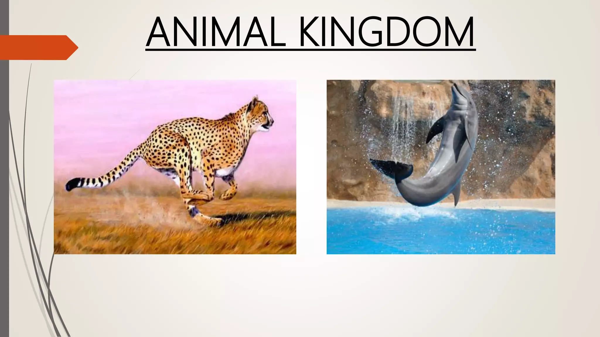 ANIMAL KINGDOM