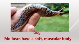 slug
Molluscs have a soft, muscular body.
 