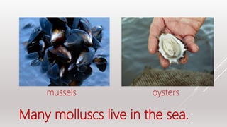 Many molluscs live in the sea.
mussels oysters
 