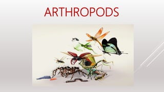 ARTHROPODS
 