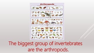 The biggest group of invertebrates
are the arthropods.
 