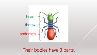 Their bodies have 3 parts.
head
thorax
abdomen
 