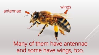 Many of them have antennae
and some have wings, too.
wings
antennae
 