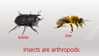 Insects are arthropods.
beetle bee
 