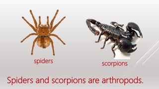 Spiders and scorpions are arthropods.
spiders scorpions
 