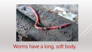 Worms have a long, soft body.
 