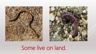 Some live on land.
 
