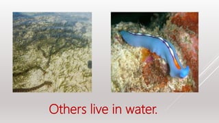 Others live in water.
 