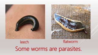 Some worms are parasites.
leech flatworm
 