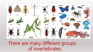 There are many different groups
of invertebrates.
 