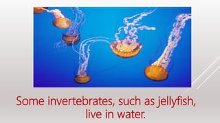 Some invertebrates, such as jellyfish,
live in water.
 
