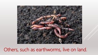 Others, such as earthworms, live on land.
 