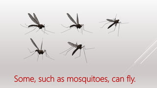 Some, such as mosquitoes, can fly.
 