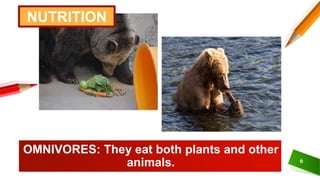 OMNIVORES: They eat both plants and other
animals. 6
NUTRITION
 