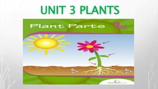 UNIT 3 PLANTS
 