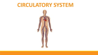 CIRCULATORY SYSTEM
 