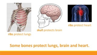 Some bones protect lungs, brain and heart.
ribs protect lungs
skull protects brain
ribs protect heart
 