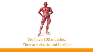 We have 600 muscles.
They are elastic and flexible.
 