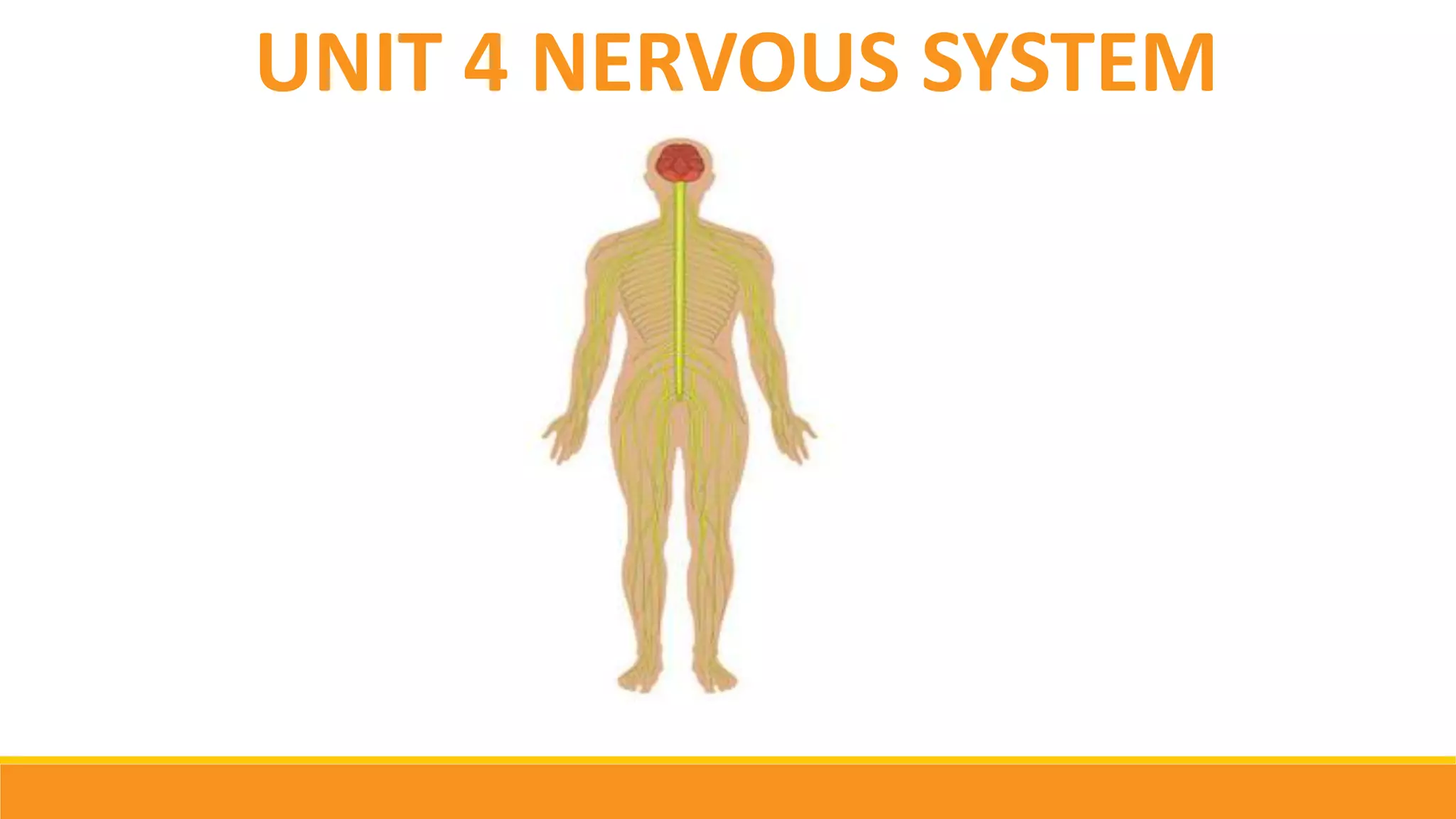 UNIT 4 NERVOUS SYSTEM