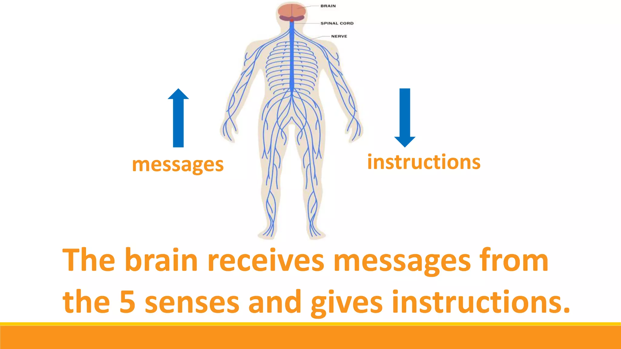 The brain receives messages from
the 5 senses and gives instructions.
messages instructions
