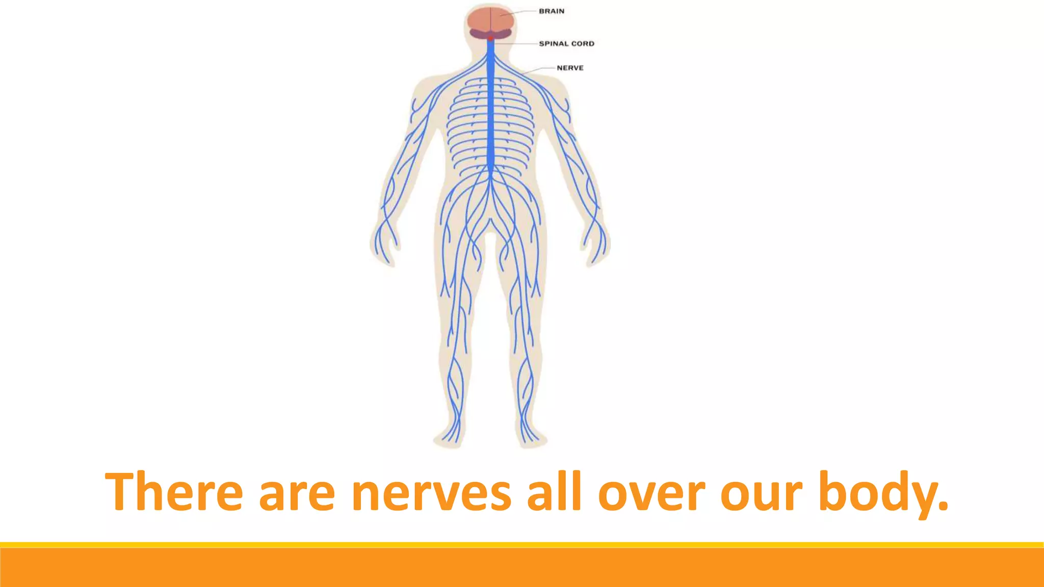 There are nerves all over our body.