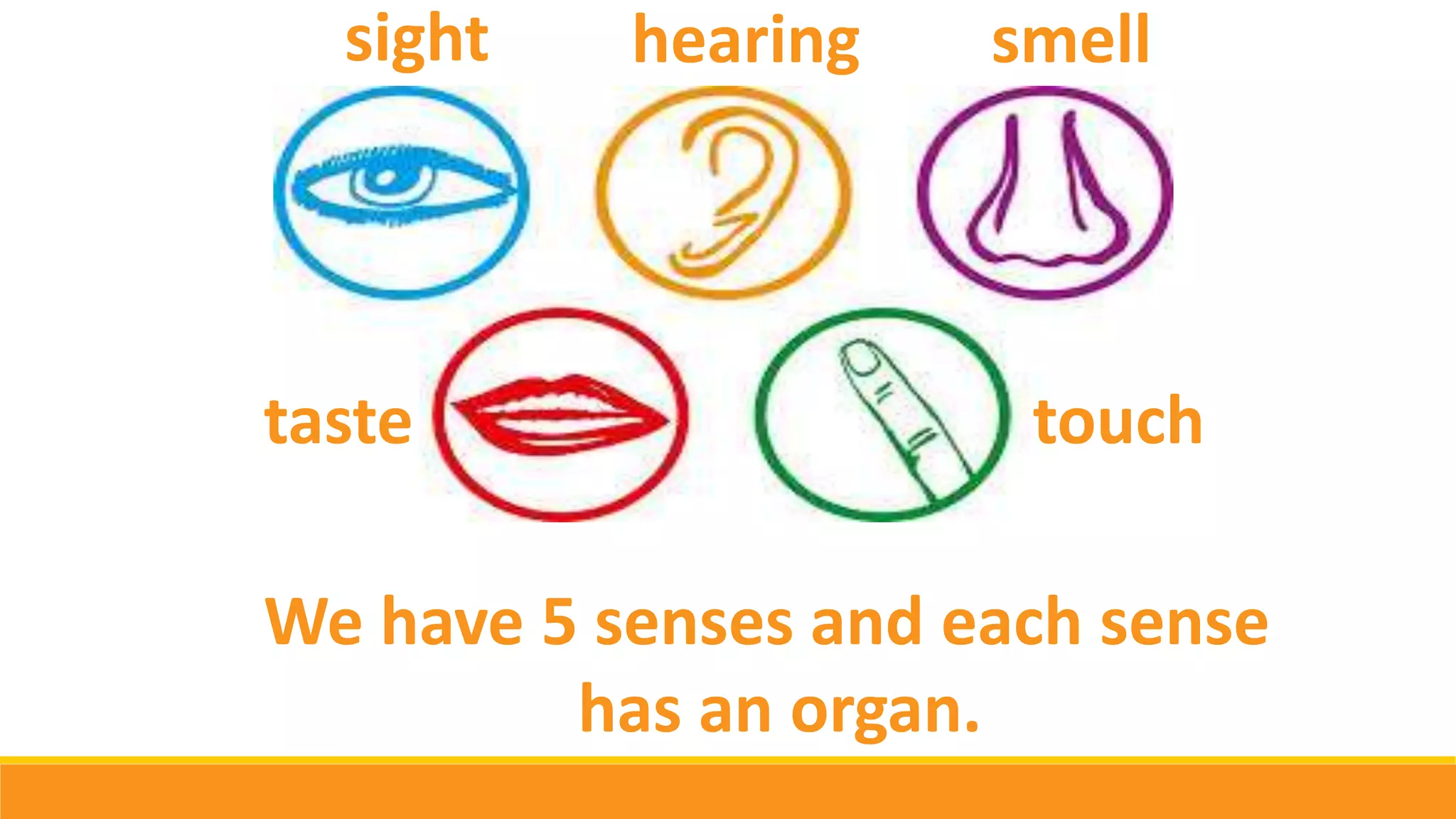 We have 5 senses and each sense
has an organ.
sight hearing smell
taste touch