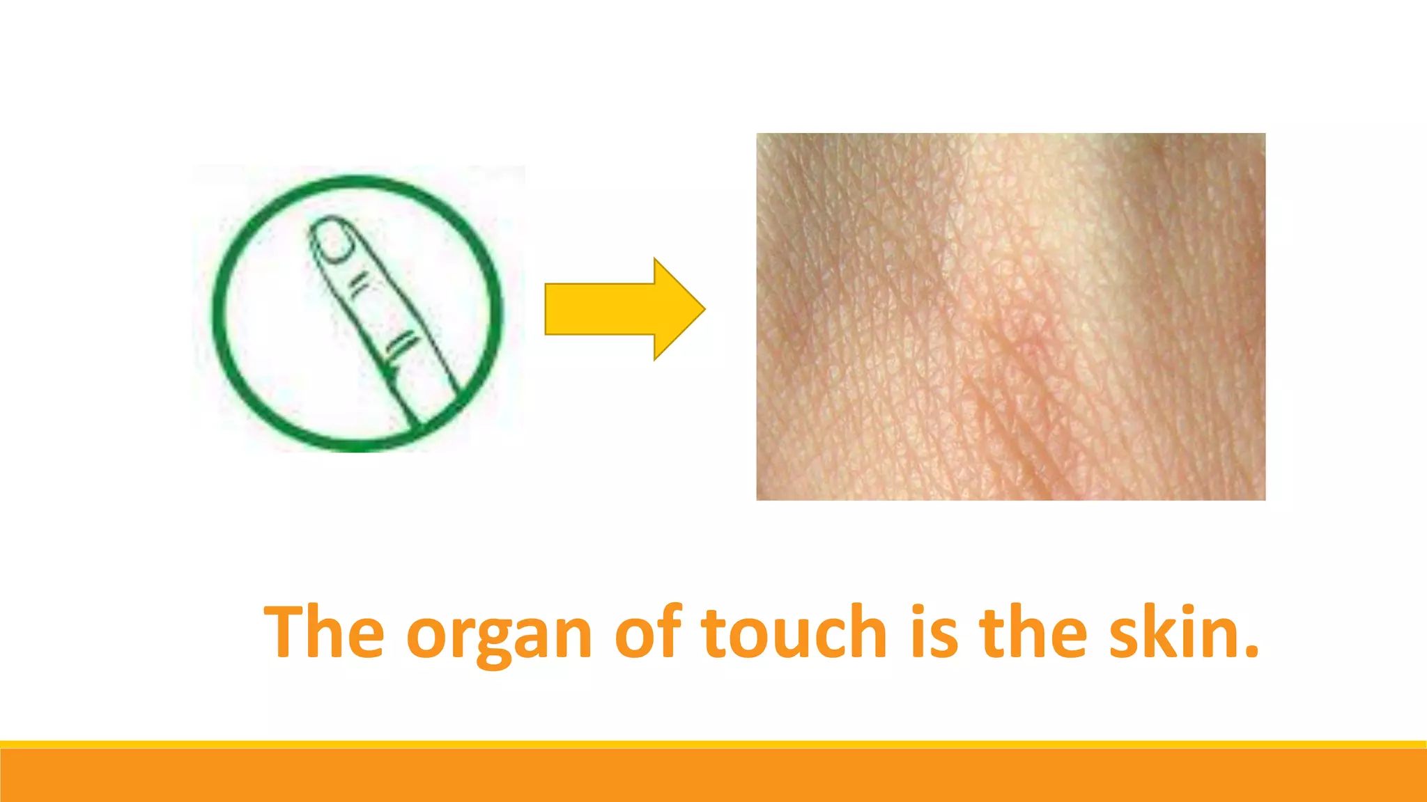 The organ of touch is the skin.