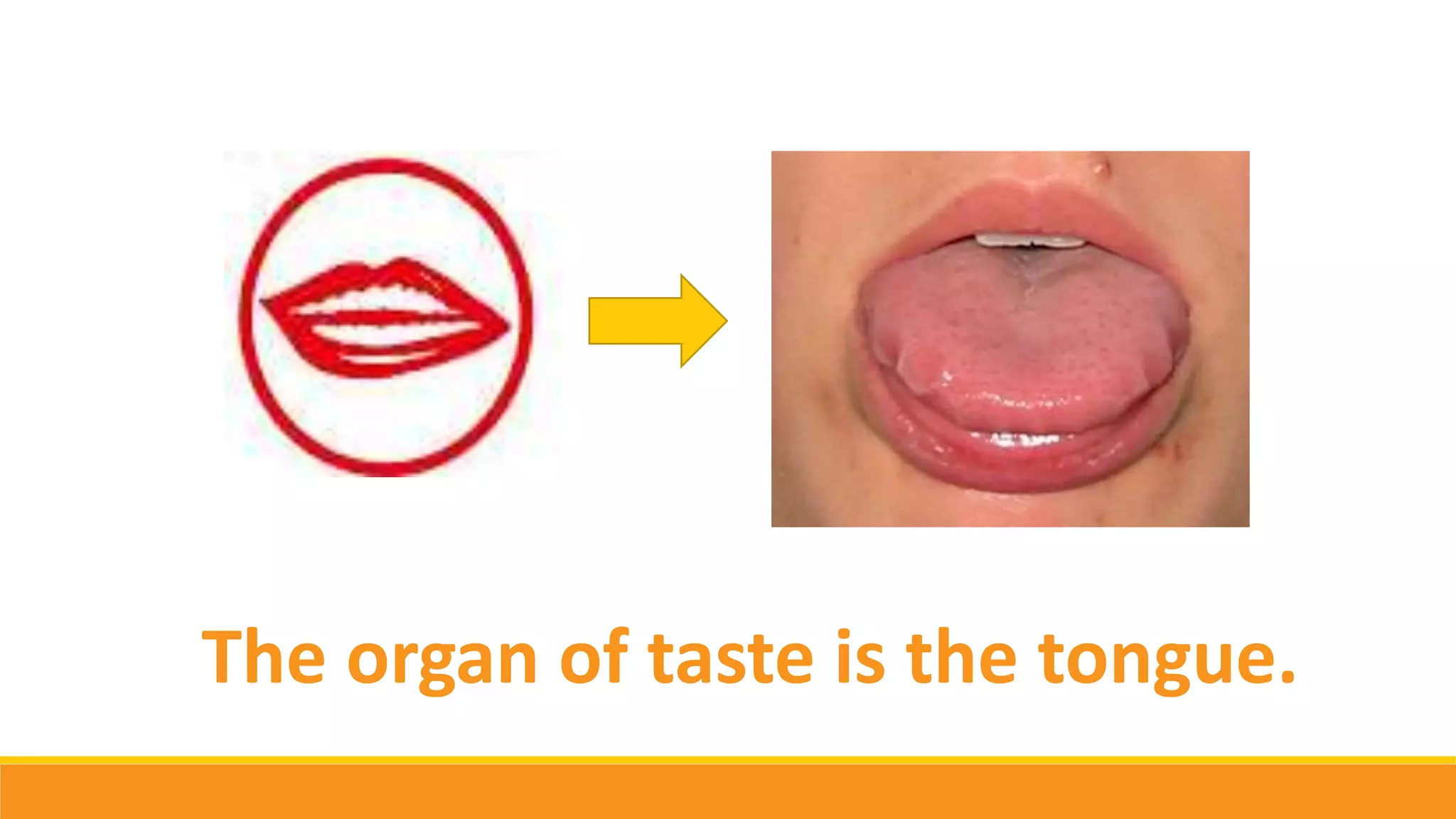 The organ of taste is the tongue.