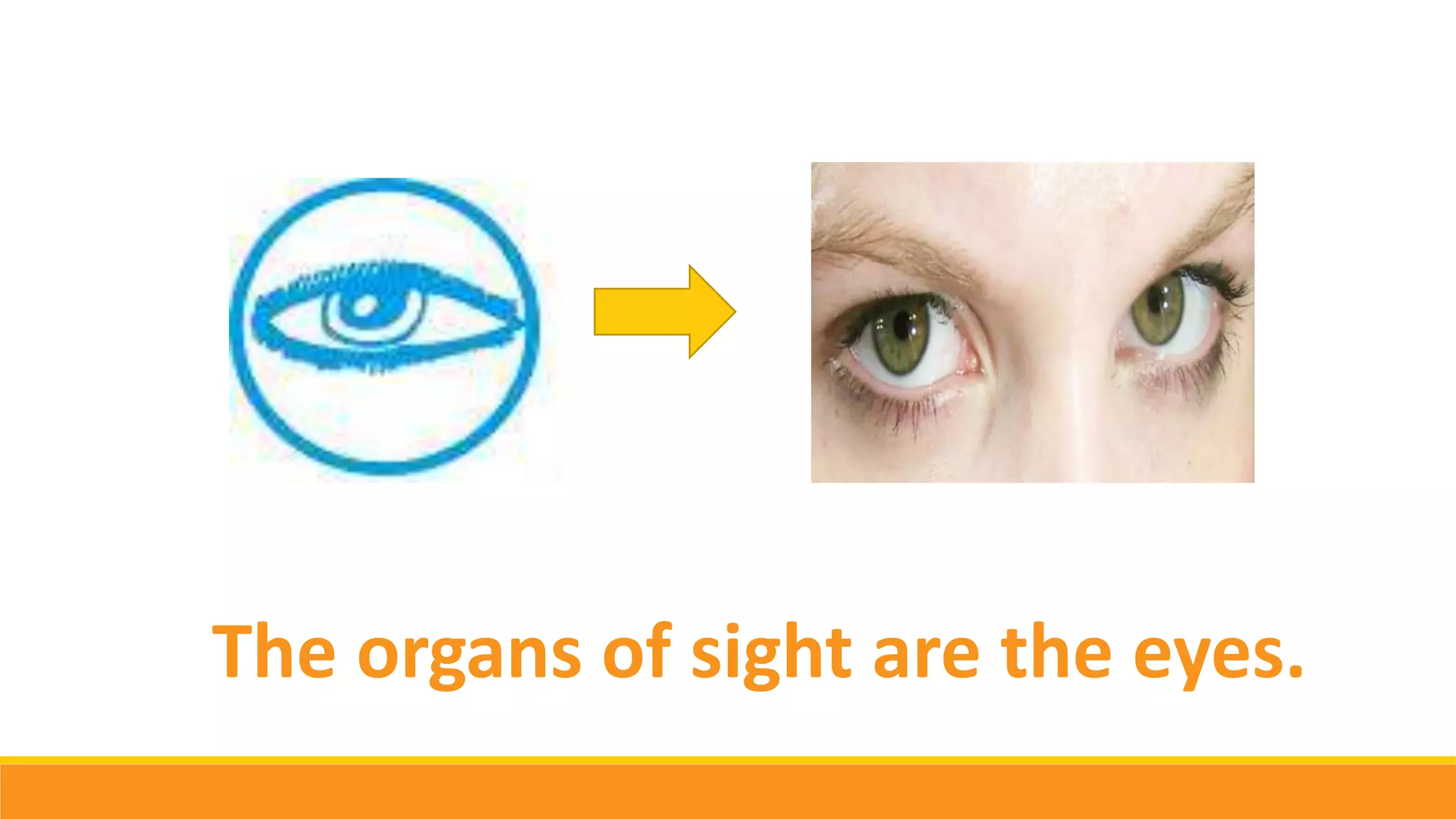 The organs of sight are the eyes.