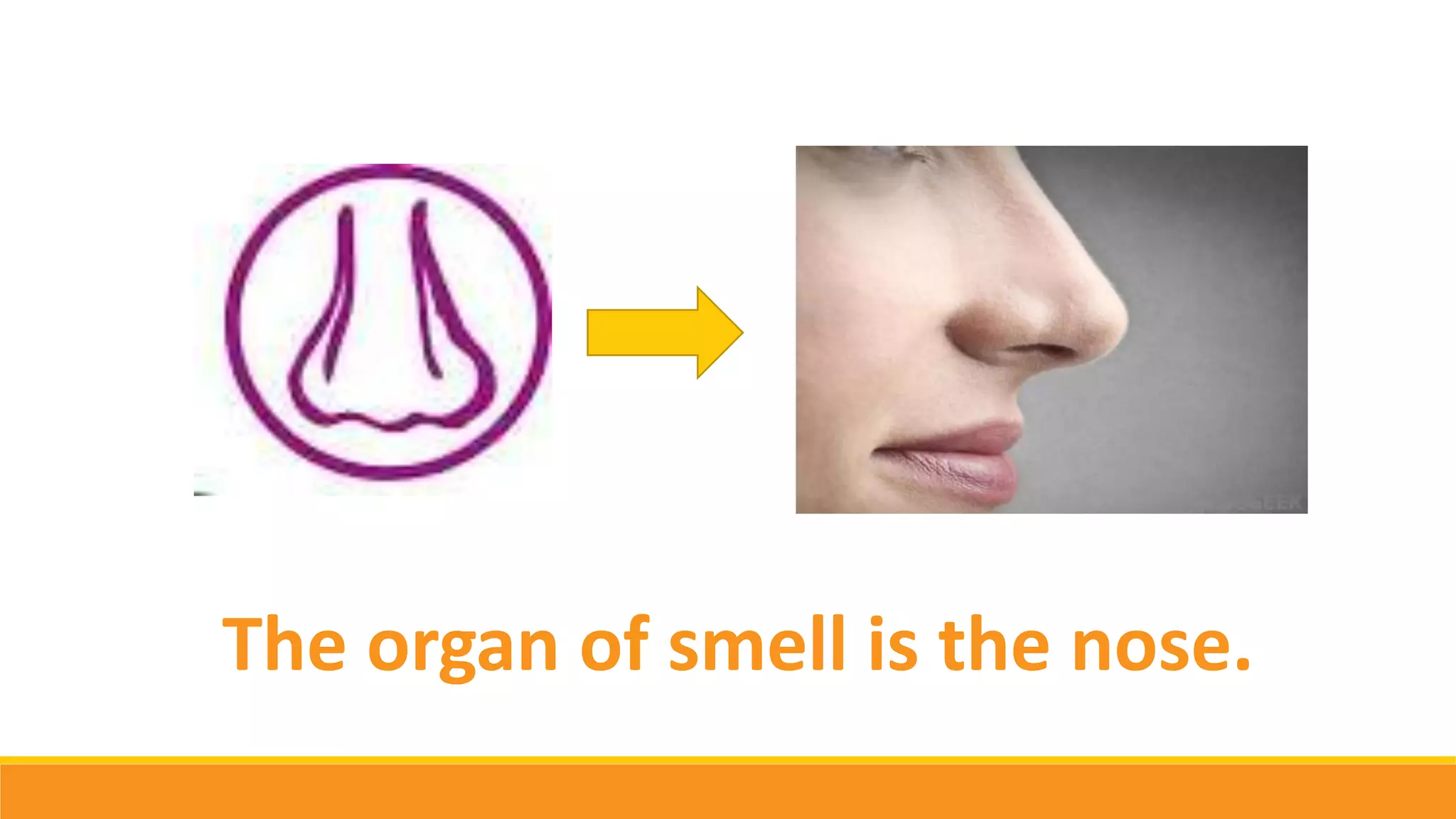 The organ of smell is the nose.