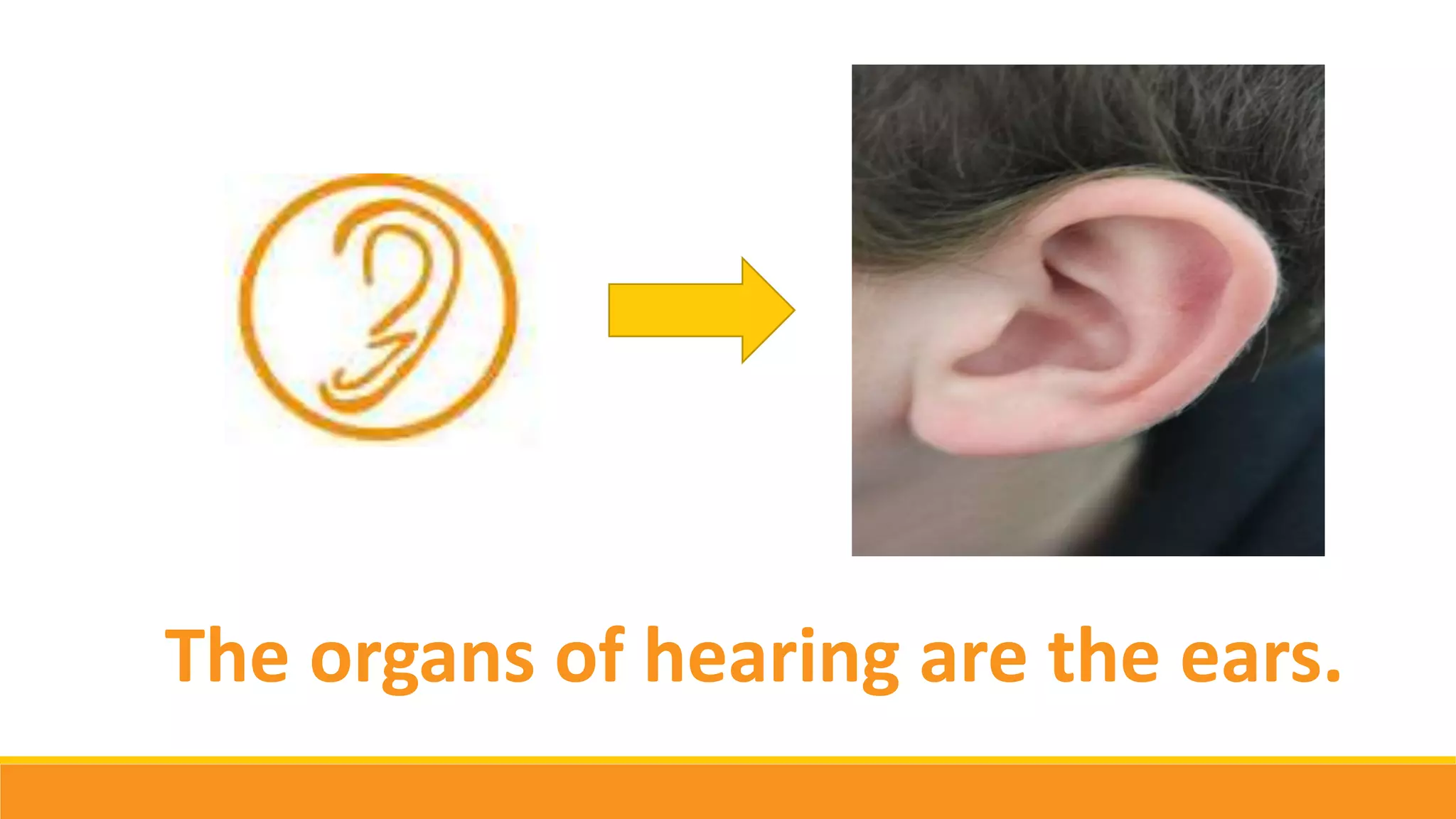 The organs of hearing are the ears.