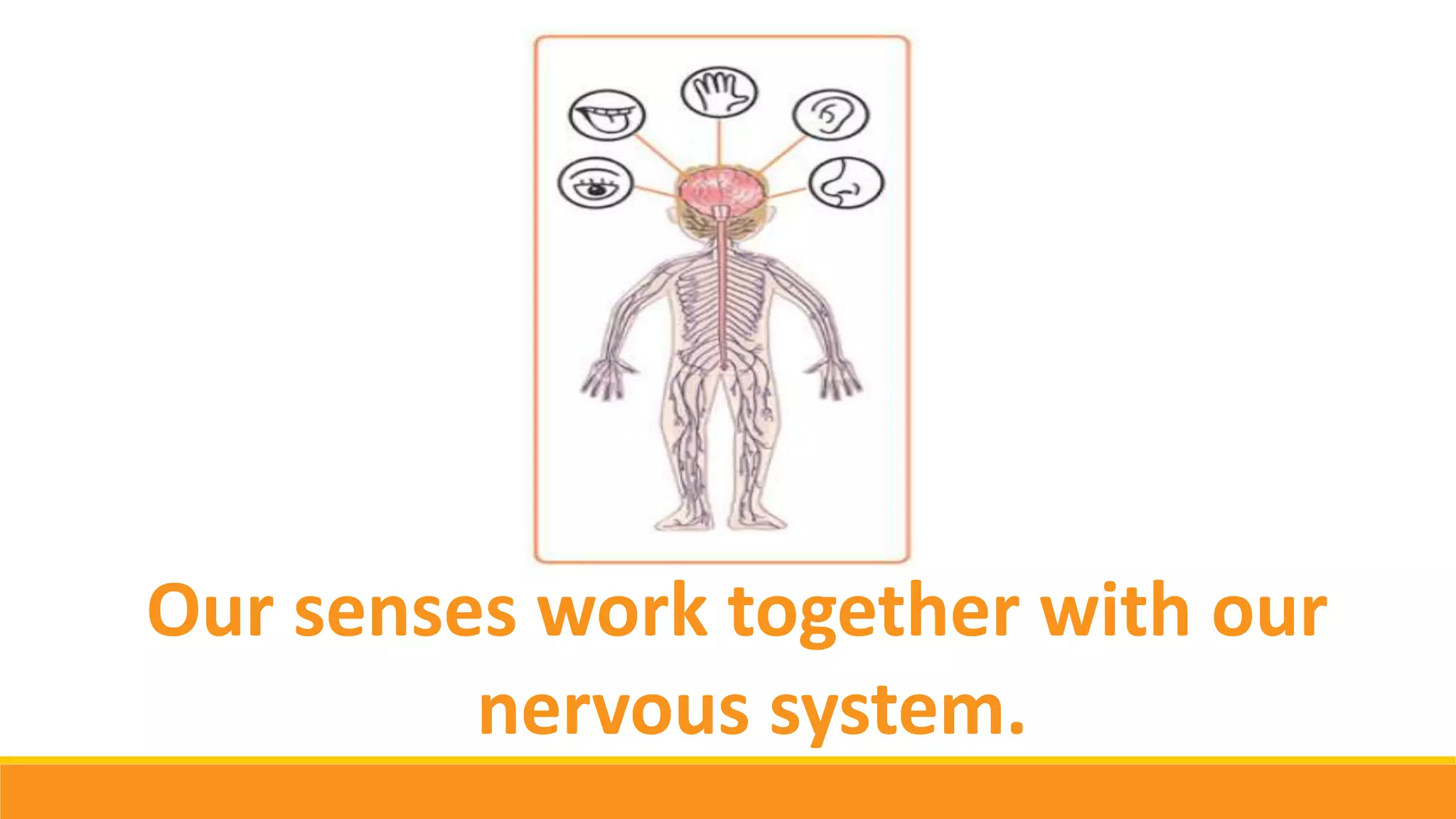 Our senses work together with our
nervous system.