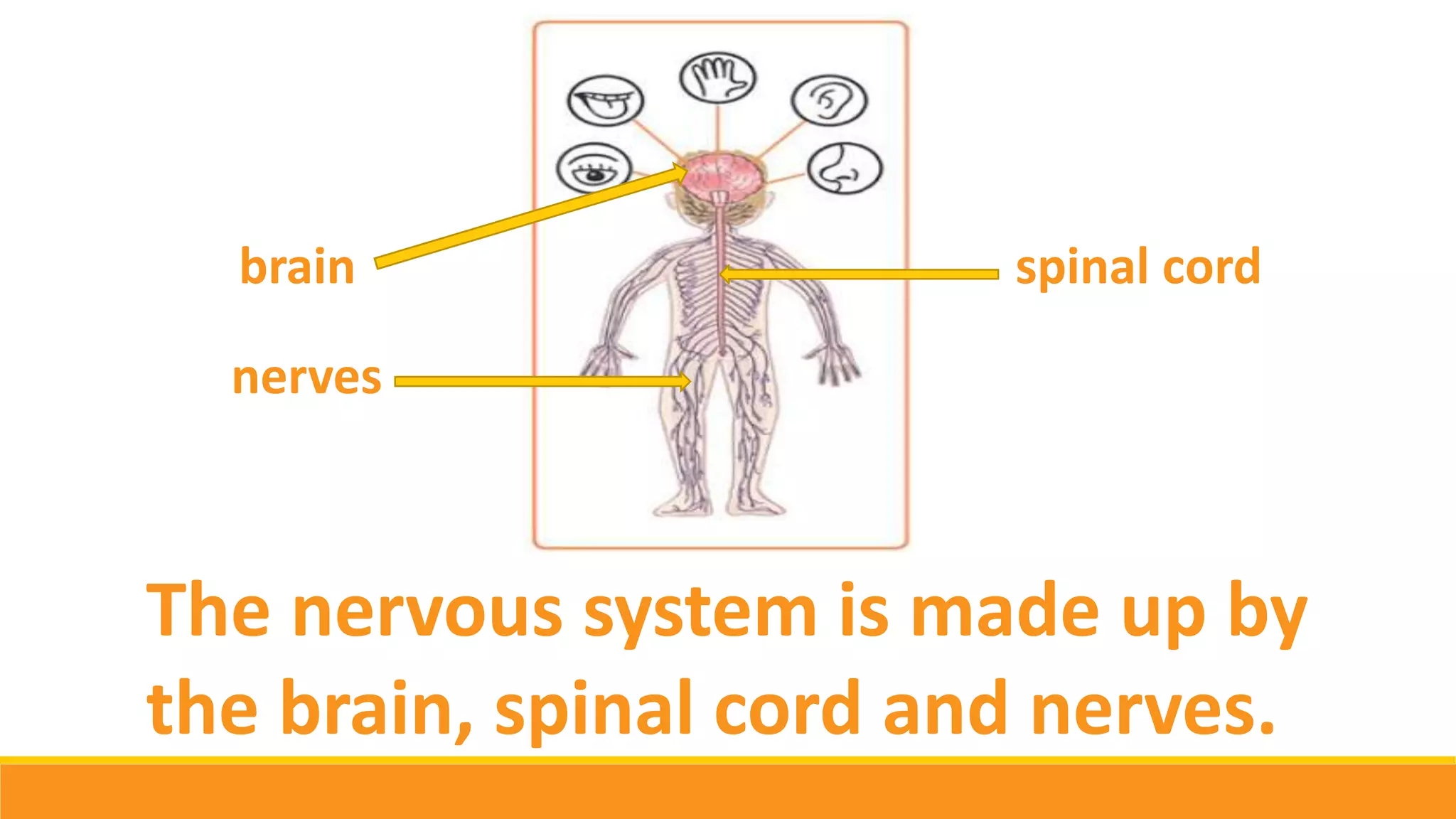 The nervous system is made up by
the brain, spinal cord and nerves.
brain spinal cord
nerves